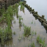Erosion Control Structure by Burnham Willow at Burnham Overy Staithe