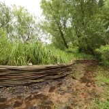 Burnham Willow Erosion Management