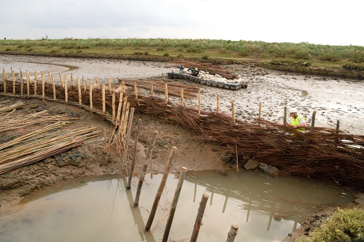 Burnham Willow Erosion Management at Burnham Overy Staithe