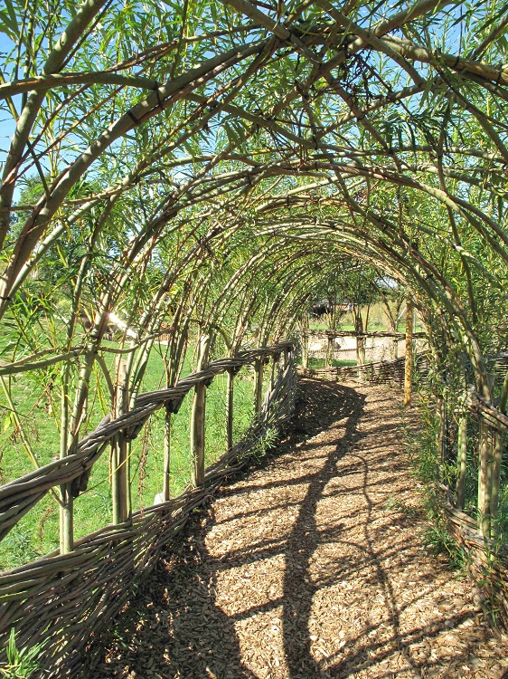 An intricate Living Willow Tunnel for Norwich City Council
