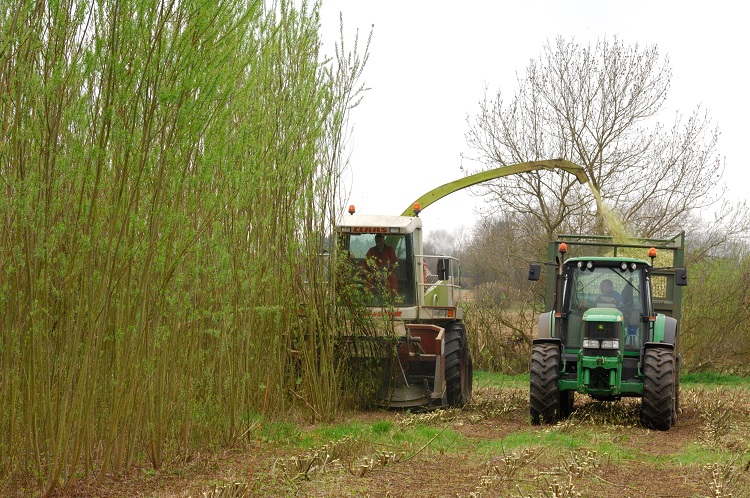 Mechanical Cutting of Willow