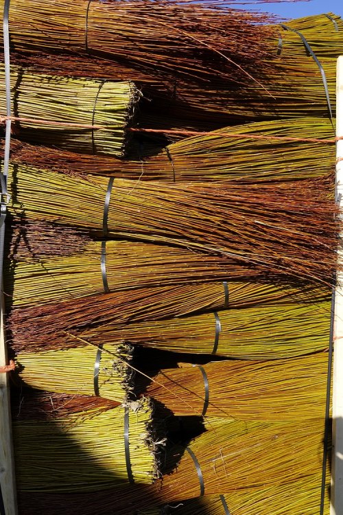Flanders Red Willow