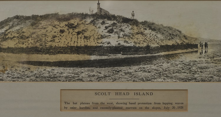 Erosion management on Scolt Head using Willow hurdles in 1928