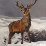 Stag in Snow