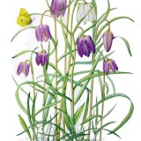 fritillary brimstone