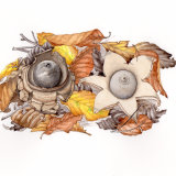 geastrum--rienh.035 copy