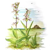 marsh helleborine