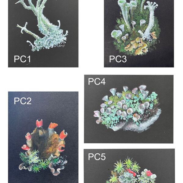 Postcards printed from acrylic paintings on black card. Choose any 5 for £6.00