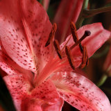 Lilly