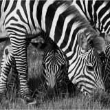 Three Zebras