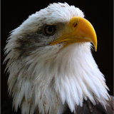 An ever watchful Bald Eagle