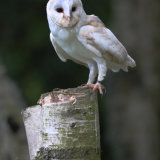 Barn Owl