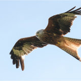 Red Kite right overhead