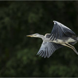 Grey Heron in Flight