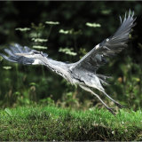 Gray Heron lifting off