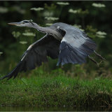 Grey Heron taking off