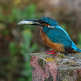 Kingfisher 2