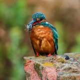 Kingfisher 1