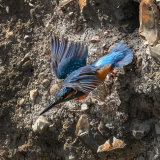 Kingfisher leaving nest