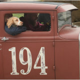 Hot Rod Dog
