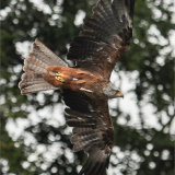 European Black Kite