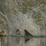 An Osprey at the second it hit the water