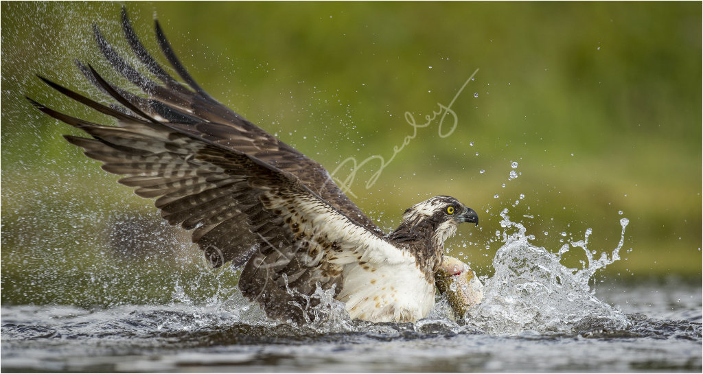 Osprey lifting off with catch