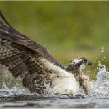 Osprey lifting off with catch