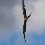 European Black Kite cornering hard