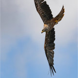 European Black kite diving