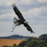 Bald Eagle in flight 1