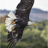 Bald Eagle in flight 2