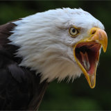 Bald Eagle calling