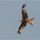 Red Kite overhead