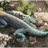 Aguma Lizard