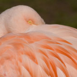 A beady eyed Famingo