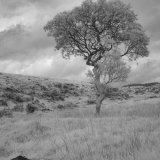 A moorland tree