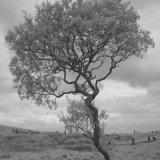 Dartmoor Tree
