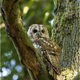 Tawny Owl