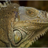 Iguana