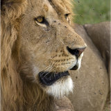 Lone male Lion
