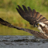 Osprey on water