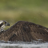 Osprey on water 2