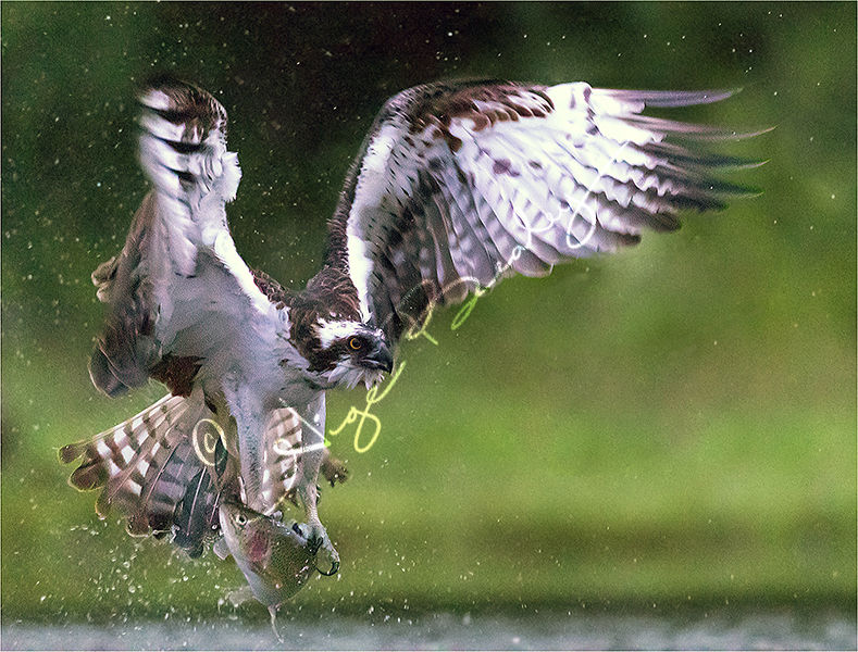 Osprey with Catch