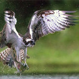 Osprey with catch