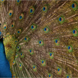 Peacock displaying.