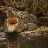 American Croc.