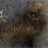 An Elephant's eye