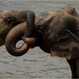 Elephants at Play