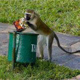 Vervet Monkey, found something nice